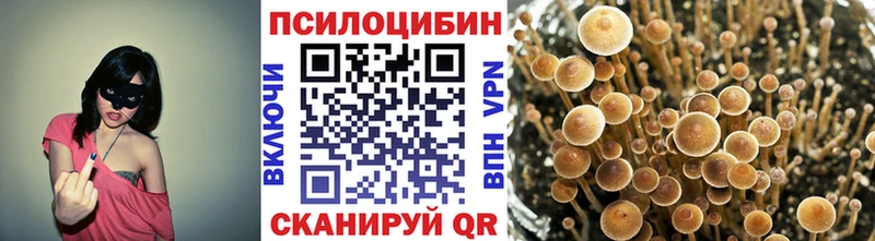 Купить закладки  Динская  Галлюциногенные грибы Psilocybe 